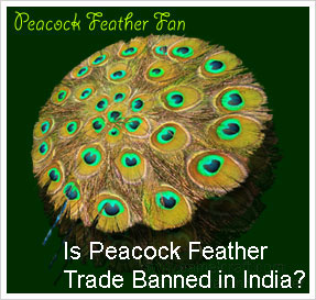 peacock feather